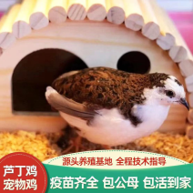 芦丁鸡疫苗齐全包公母包活到家提供技术规格齐全
