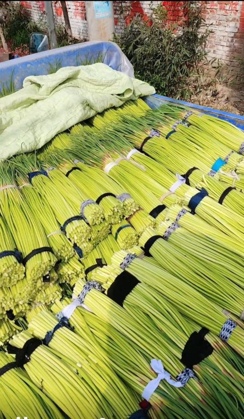 开封杞县精品长薹