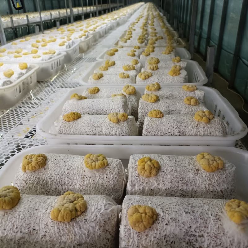 金耳菌包源头生产厂家