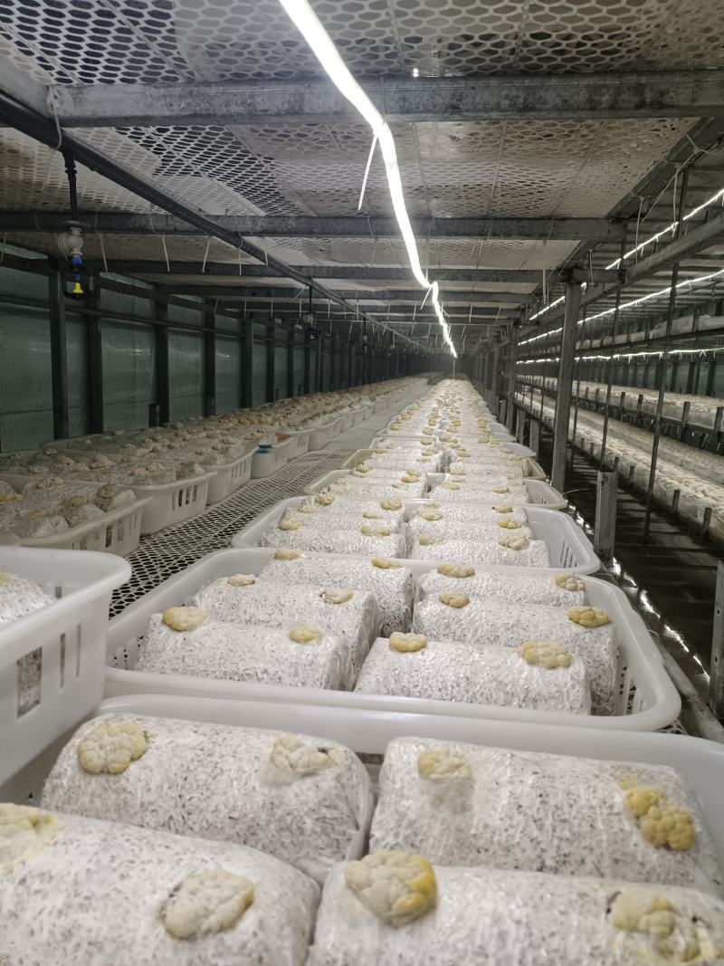金耳菌包源头生产厂家