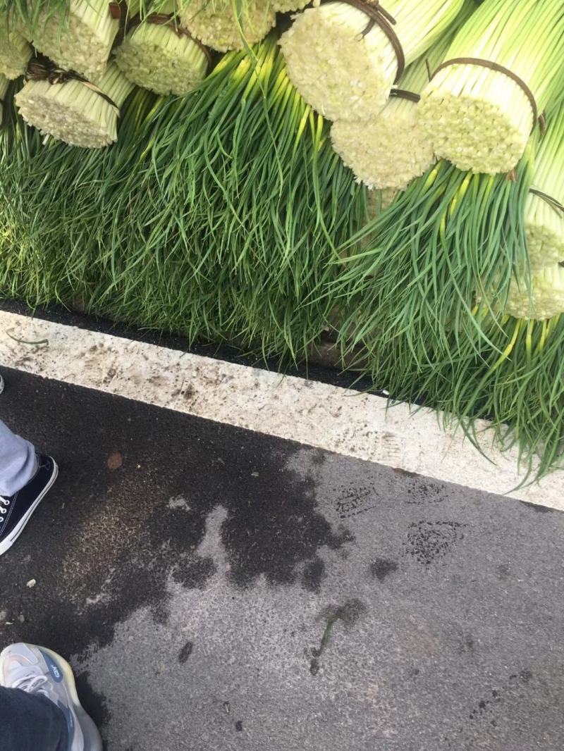 甘肃陇南成县白帽蒜薹