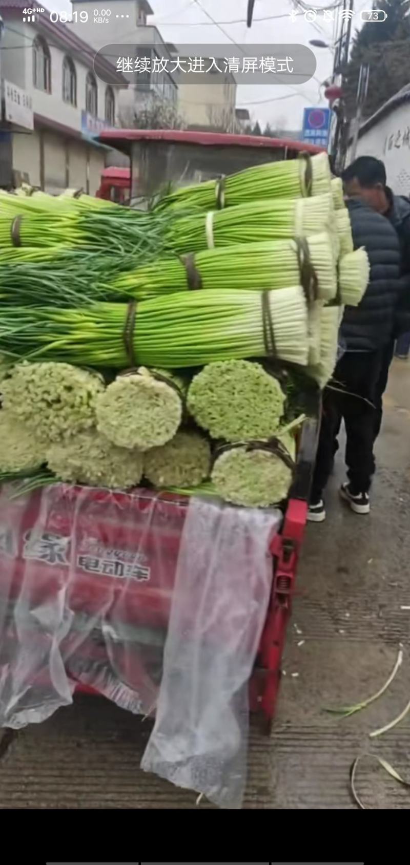 甘肃陇南成县白帽蒜薹