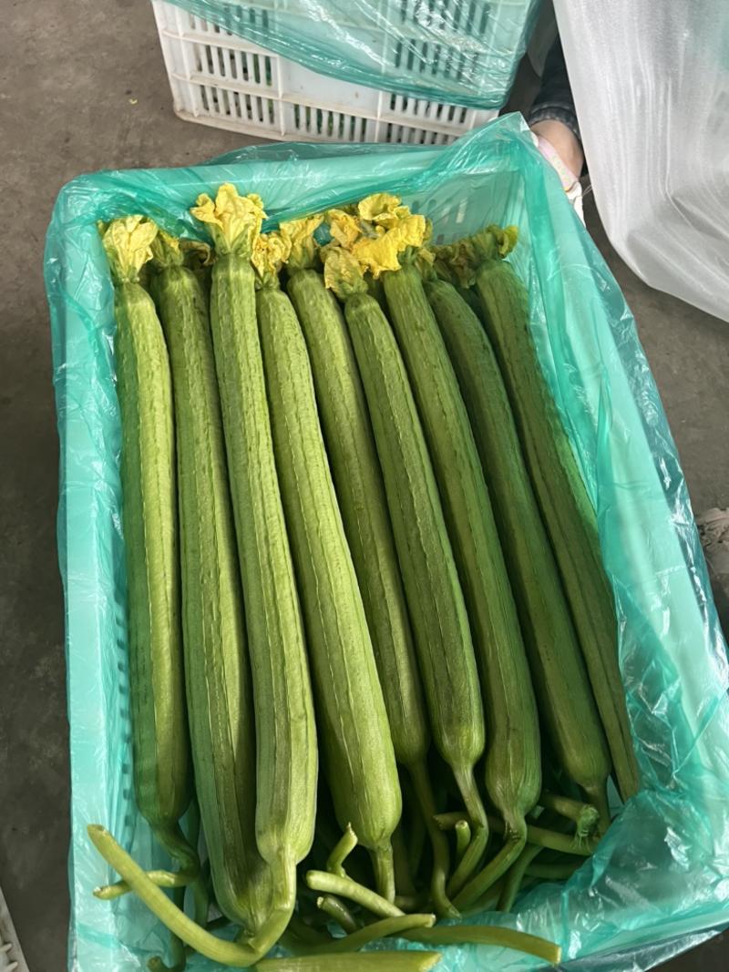好通货鲜花丝瓜40厘米以上，供应全国各个批发市场或超市