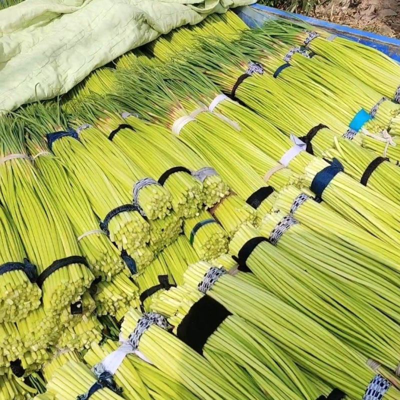 开封杞县精品长薹