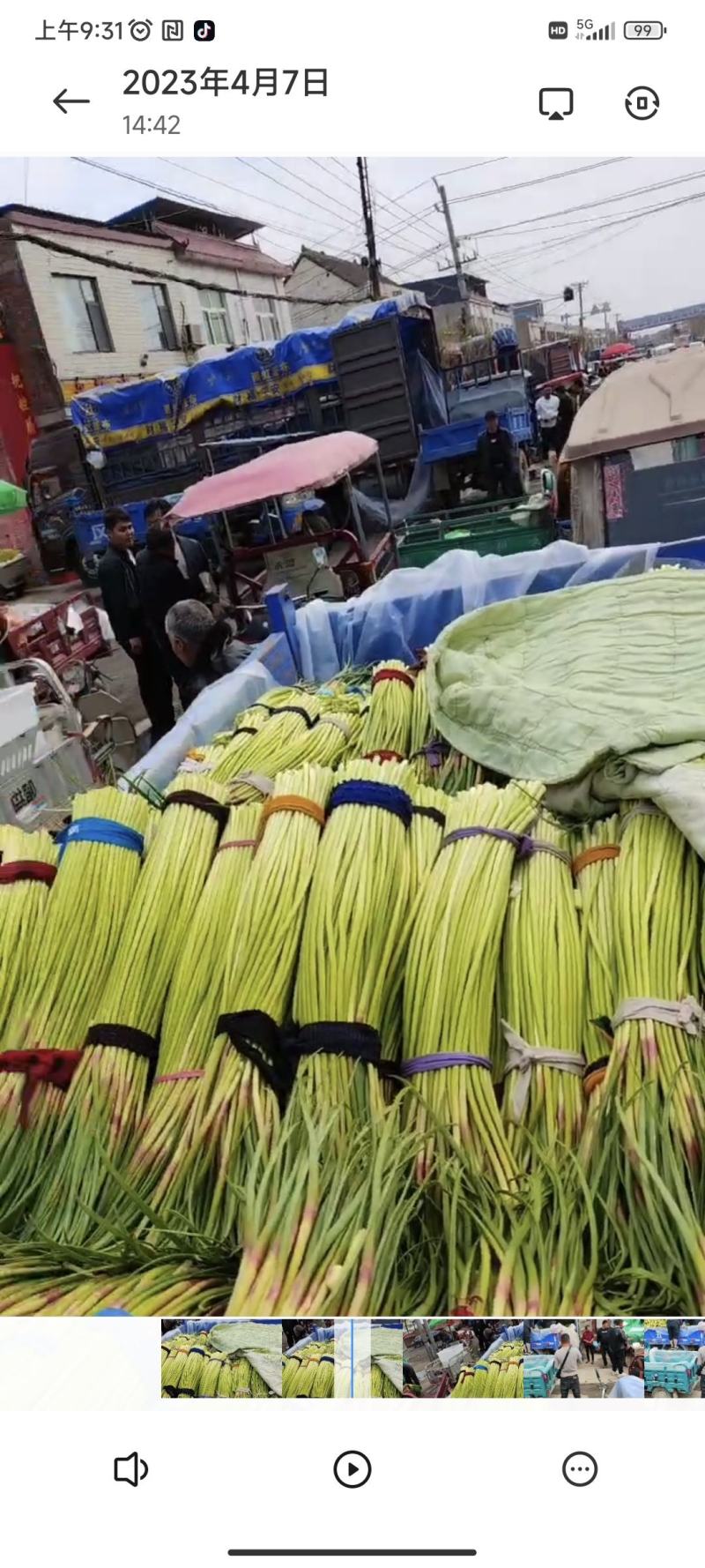 开封杞县精品长薹