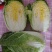 白菜