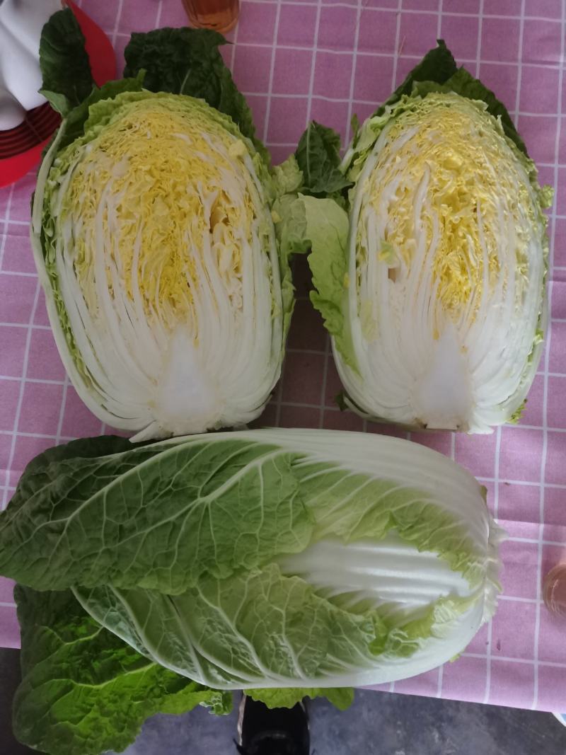 白菜
