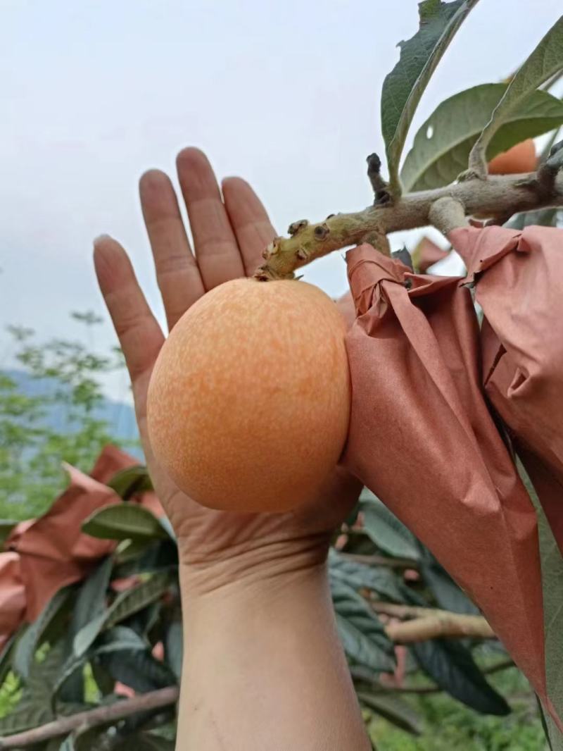 金沙江旁大五星枇杷，果大，皮薄肉厚核小汁多。