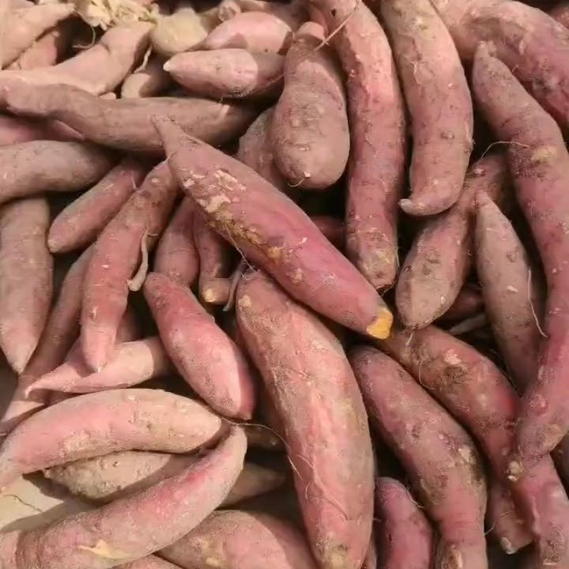 西瓜红红薯