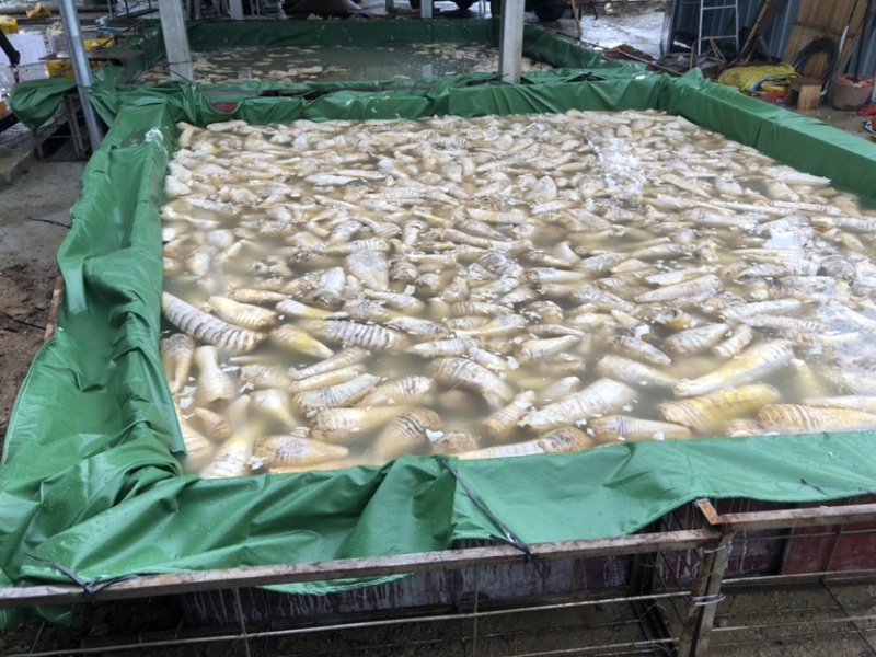 井冈山玉兰片，烟笋干，烟熏笋干，大量有货