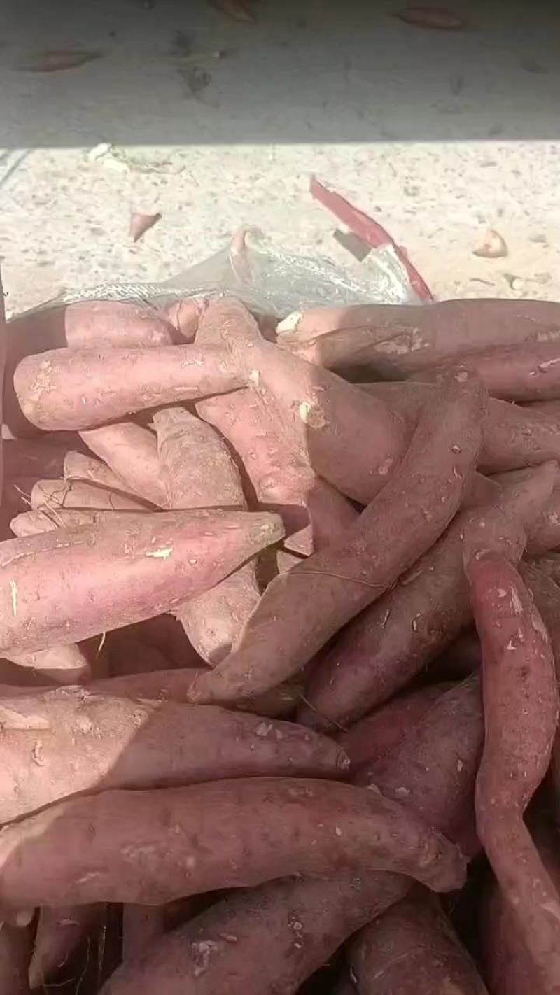 西瓜红红薯