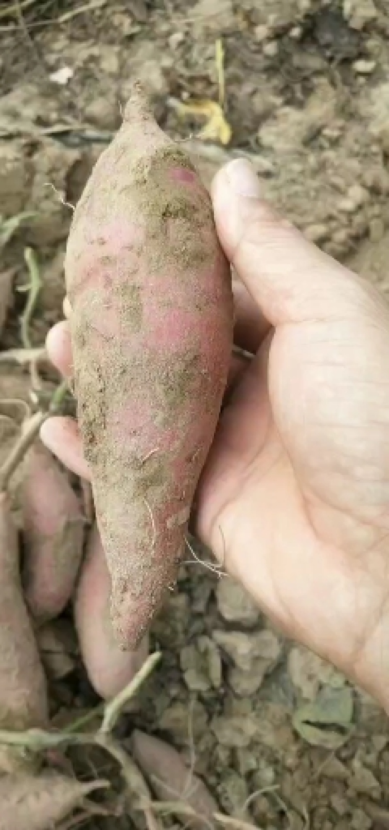 西瓜红红薯