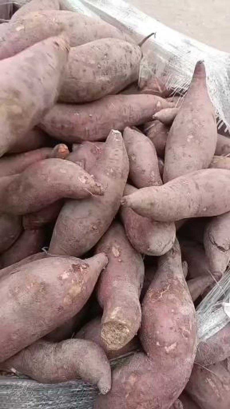 西瓜红红薯