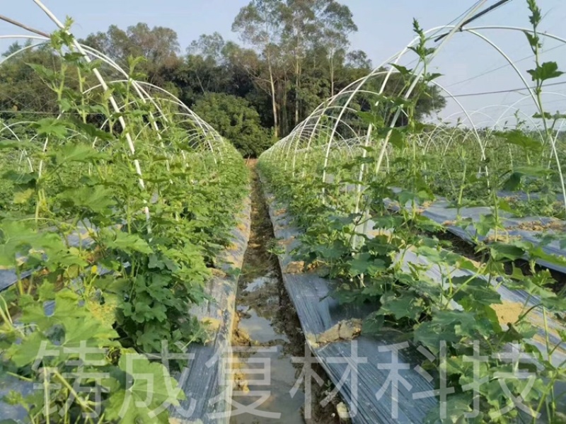 育苗拱棚支架蔬菜种植羊肚菌拱棚辣椒定值杆