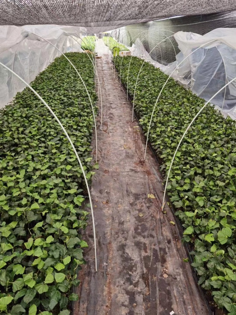育苗拱棚支架蔬菜种植羊肚菌拱棚辣椒定值杆