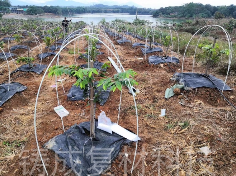 育苗拱棚支架蔬菜种植羊肚菌拱棚辣椒定值杆