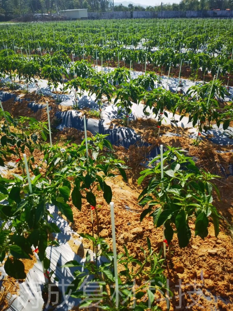 育苗拱棚支架蔬菜种植羊肚菌拱棚辣椒定值杆
