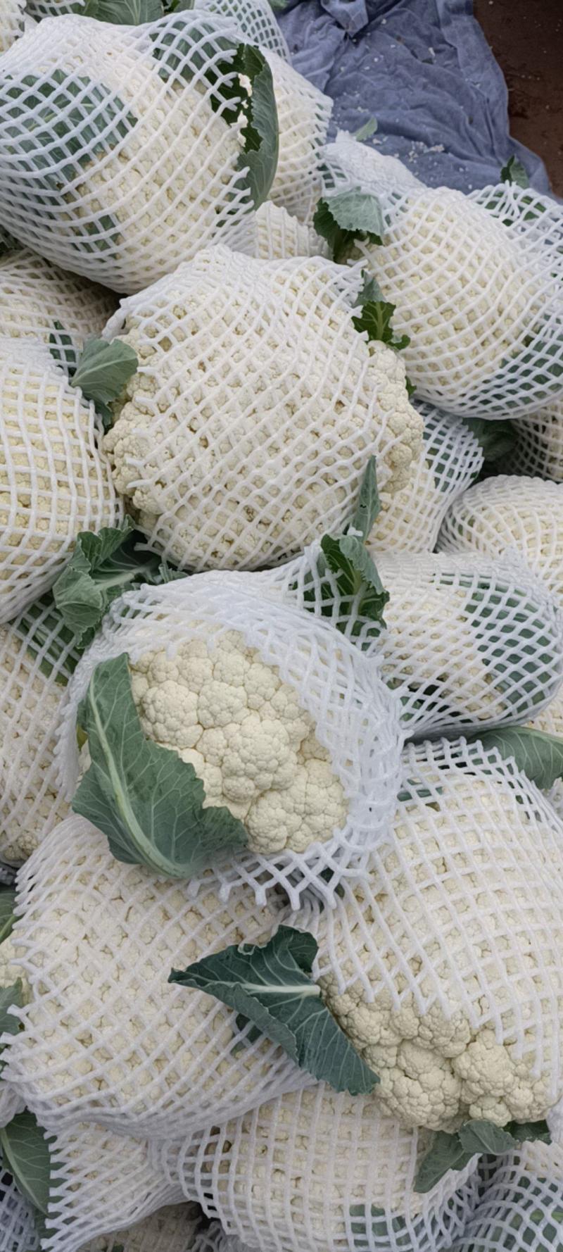 精品现货白面菜花，质量保证个头均匀，市场商超均可供应