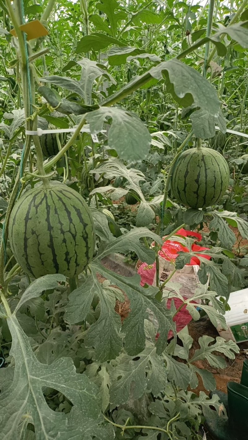 西瓜苗，嫁接苗，直根苗，8424美都甜王2K京欣西瓜苗