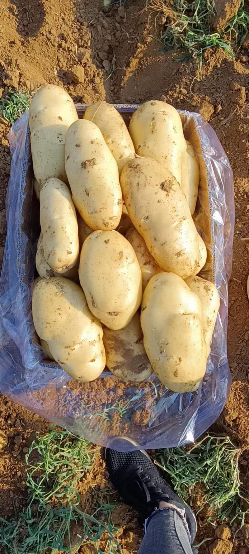 荷兰十五黄心土豆薯型美观，牙眼浅，瓜型平整耐储存！
