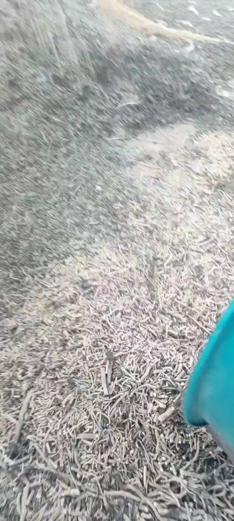 出售统货板蓝根