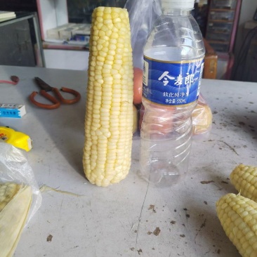 万糯2000，香，甜，糯，口感玉米，速冻玉米，
