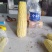 万糯2000，香，甜，糯，口感玉米，速冻玉米，