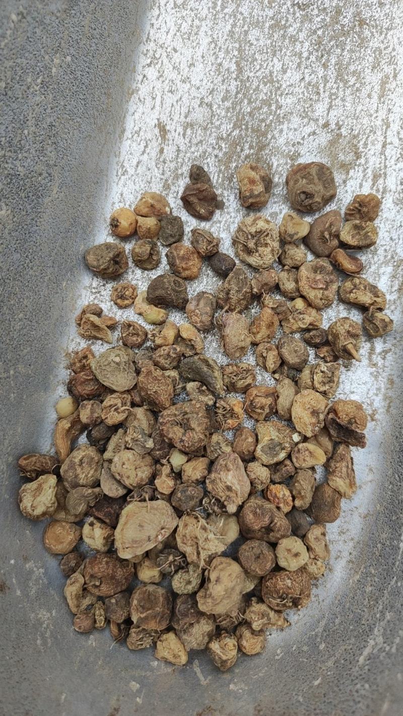 毛慈菇冰球子货好量大不满意保退换数量有限
