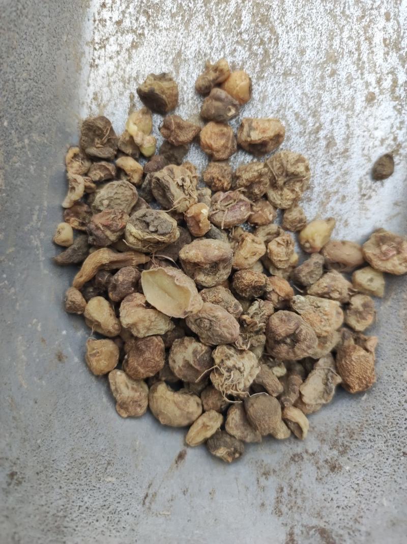 毛慈菇冰球子货好量大不满意保退换数量有限