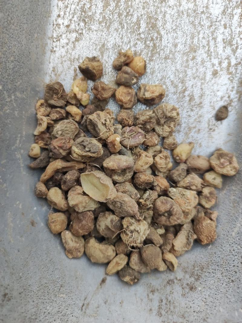 毛慈菇冰球子货好量大不满意保退换数量有限