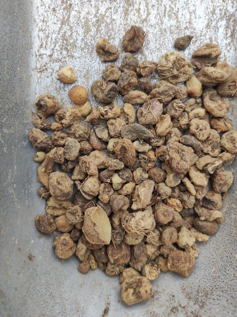 毛慈菇冰球子货好量大不满意保退换数量有限