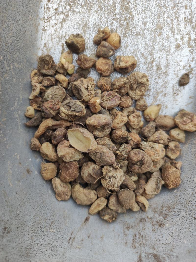 毛慈菇冰球子货好量大不满意保退换数量有限