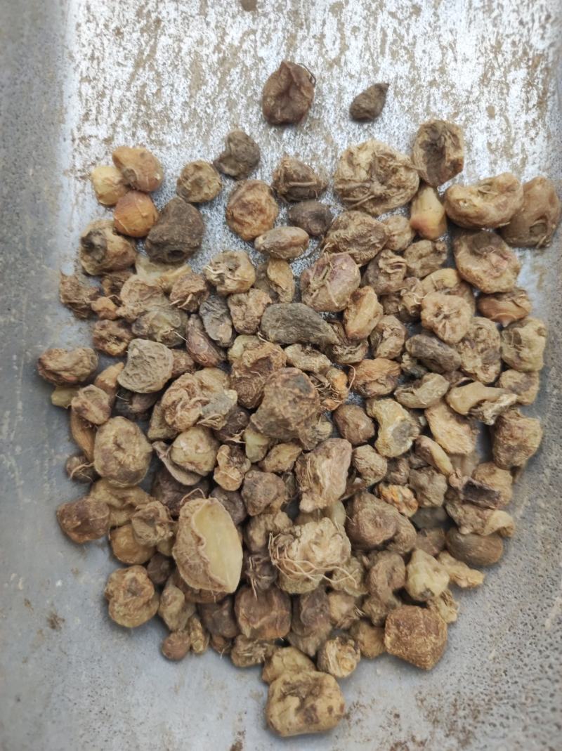 毛慈菇冰球子货好量大不满意保退换数量有限