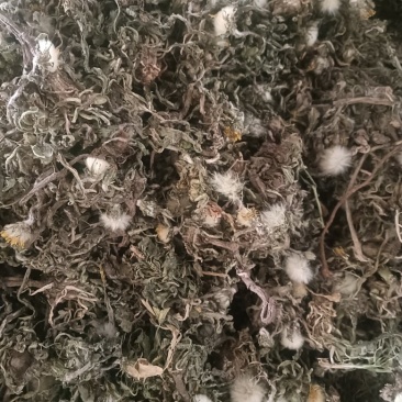 新货蒲公英陆续上新