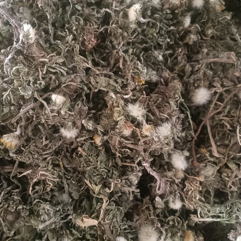 新货蒲公英陆续上新