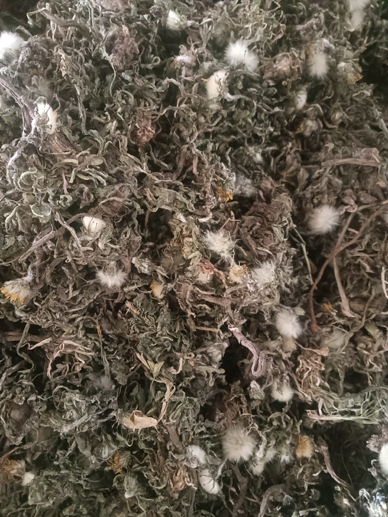 新货蒲公英陆续上新