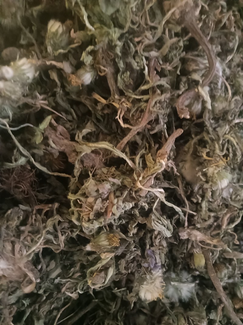 新货蒲公英陆续上新