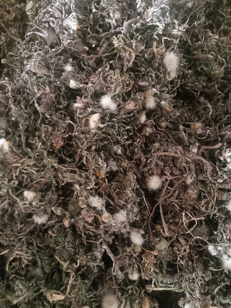 新货蒲公英陆续上新