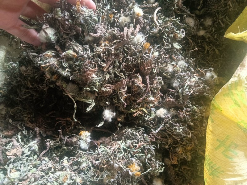 新货蒲公英陆续上新
