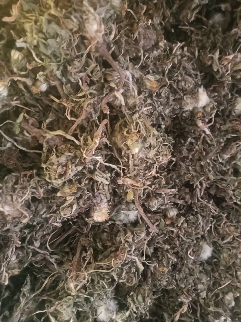 新货蒲公英陆续上新