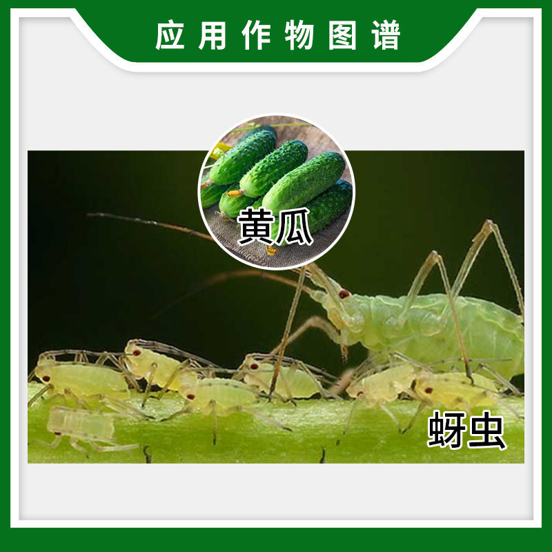 诺普信快猛20%啶虫脒葡萄花卉黄瓜多肉蚜虫飞虱蓟马农药杀