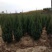 【2米2】精选河南侩规格齐全基地直发质量保证