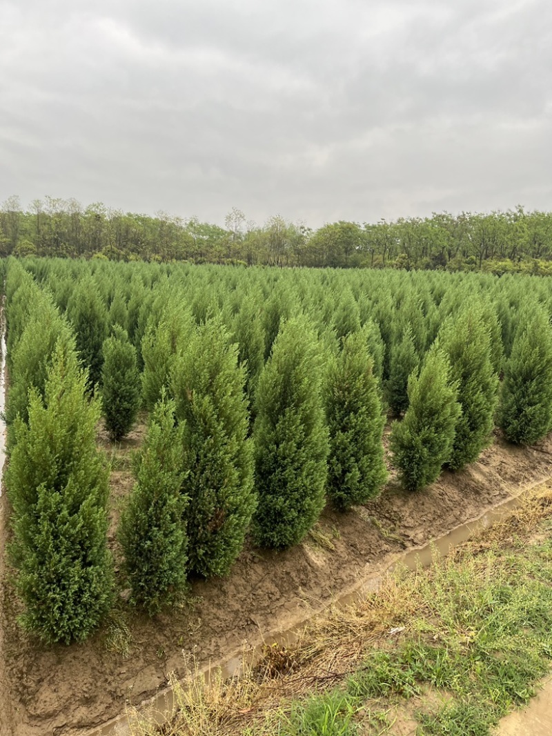 【2米2】精选河南侩规格齐全基地直发质量保证