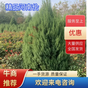 【2米4】精选河南侩规格齐全基地直发质量保证