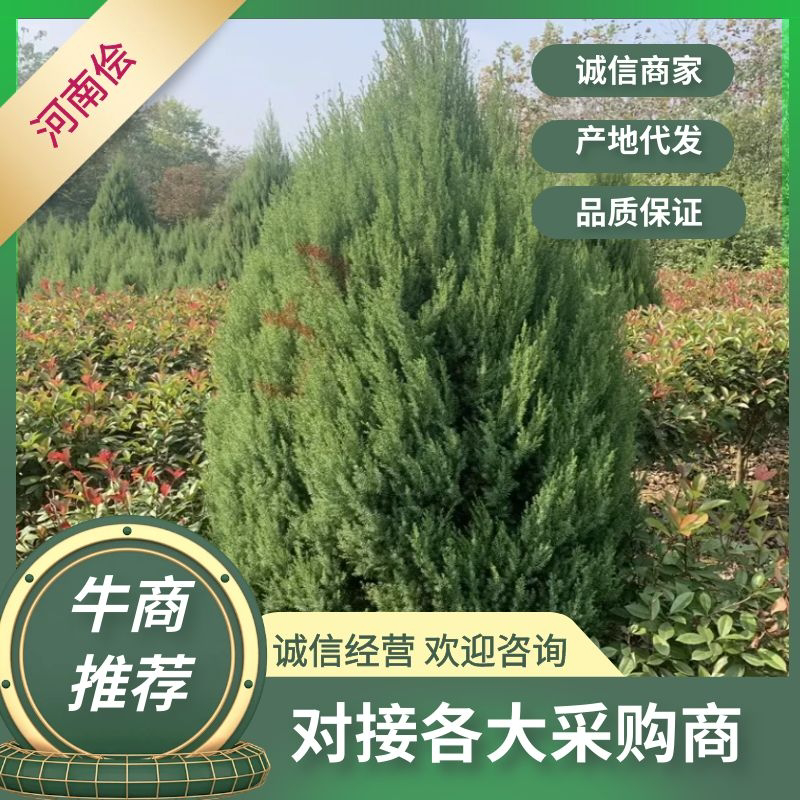 【2米7】精品河南侩大量有货品质良好规格齐全欢迎选购