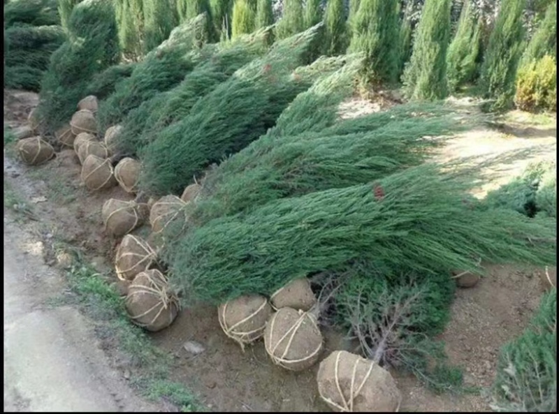 【2米7】精品河南侩大量有货品质良好规格齐全欢迎选购