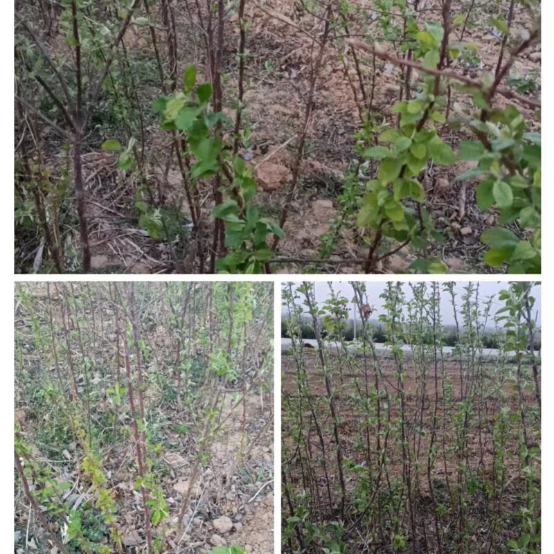 苹果苗，量大哈