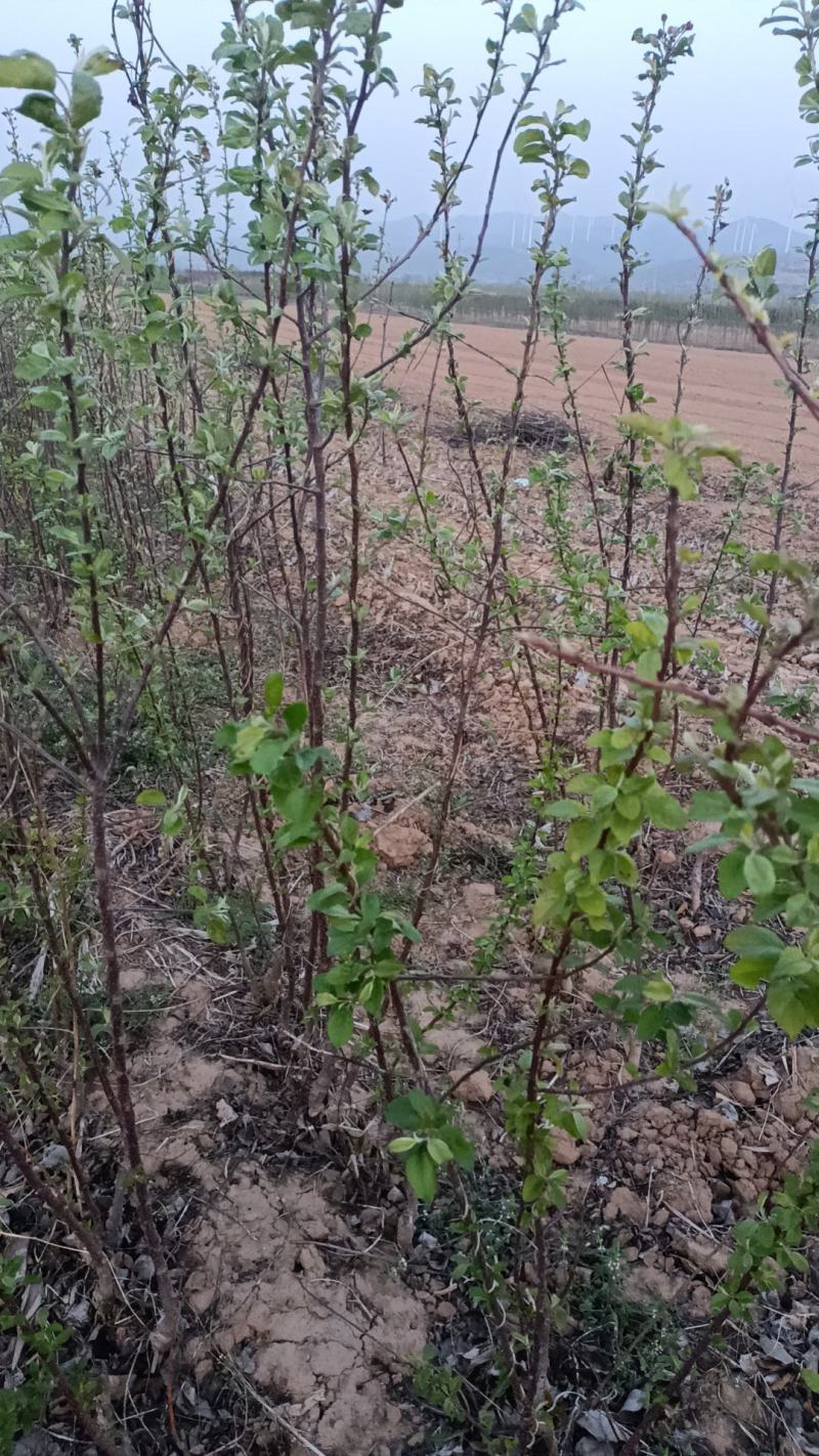苹果苗，量大哈