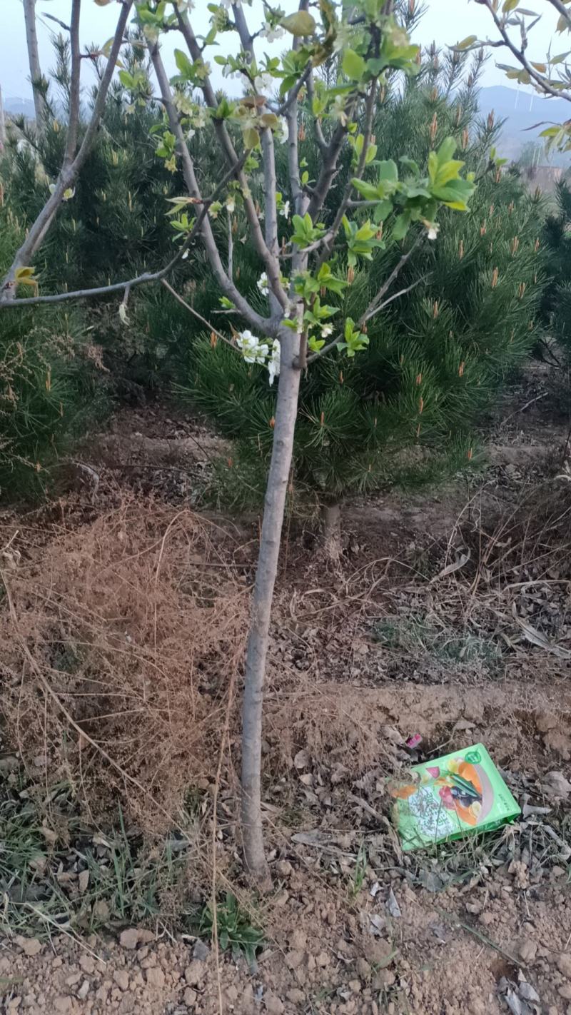苹果苗，量大哈