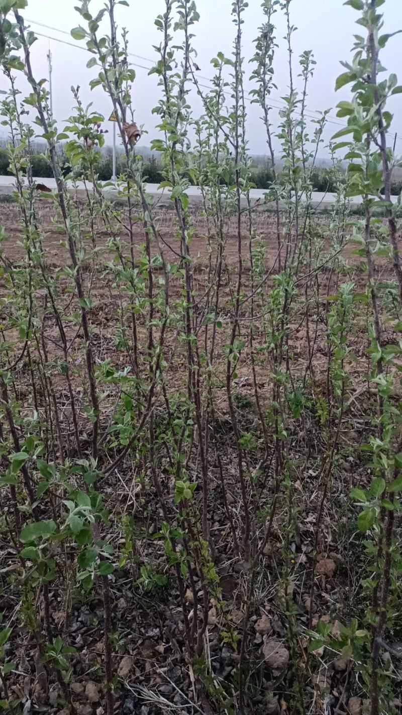 苹果苗，量大哈
